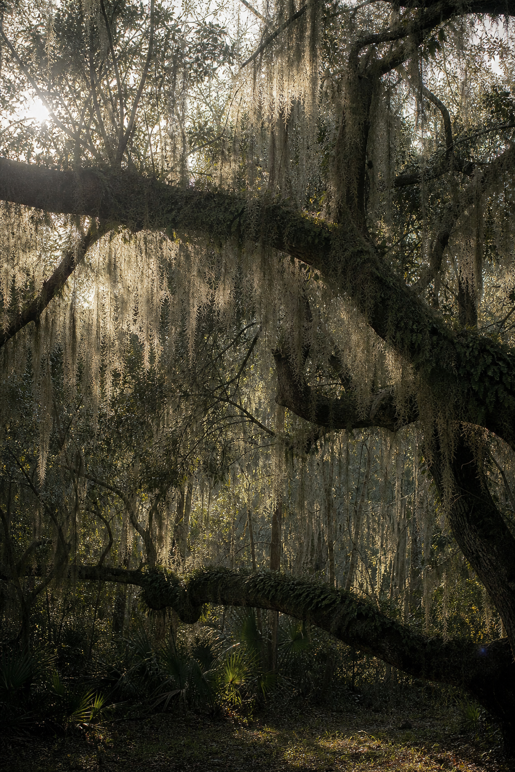 Moss-draped Southern live oak canopy in the South Carolina Lowcountry.