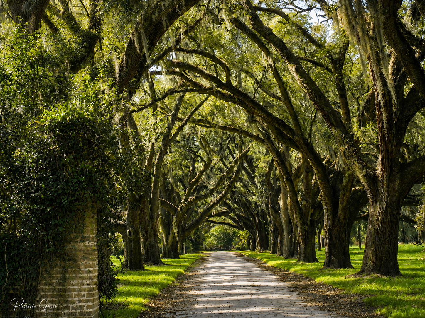 Cathedrals of the Lowcountry
